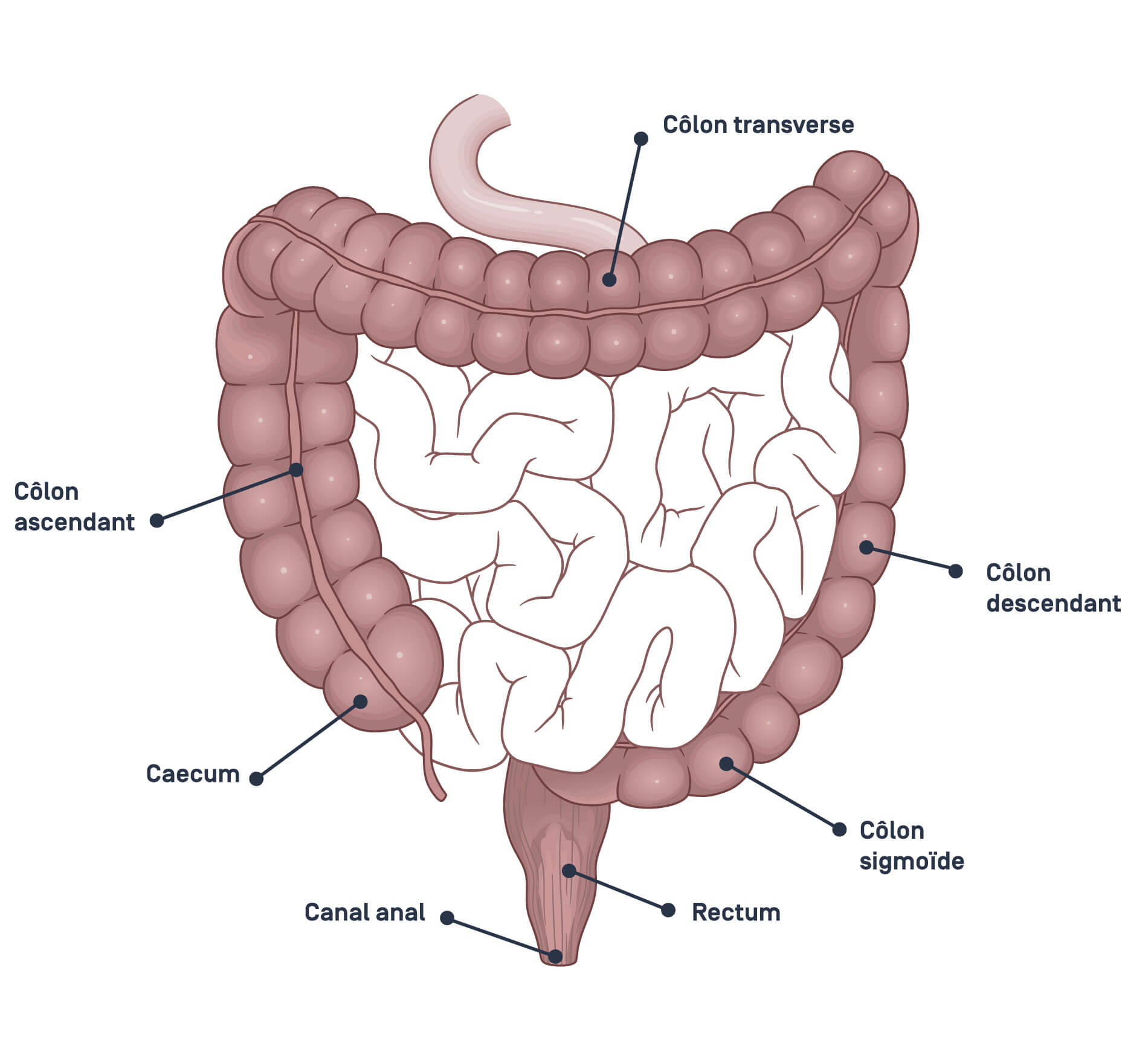 anatomie colon