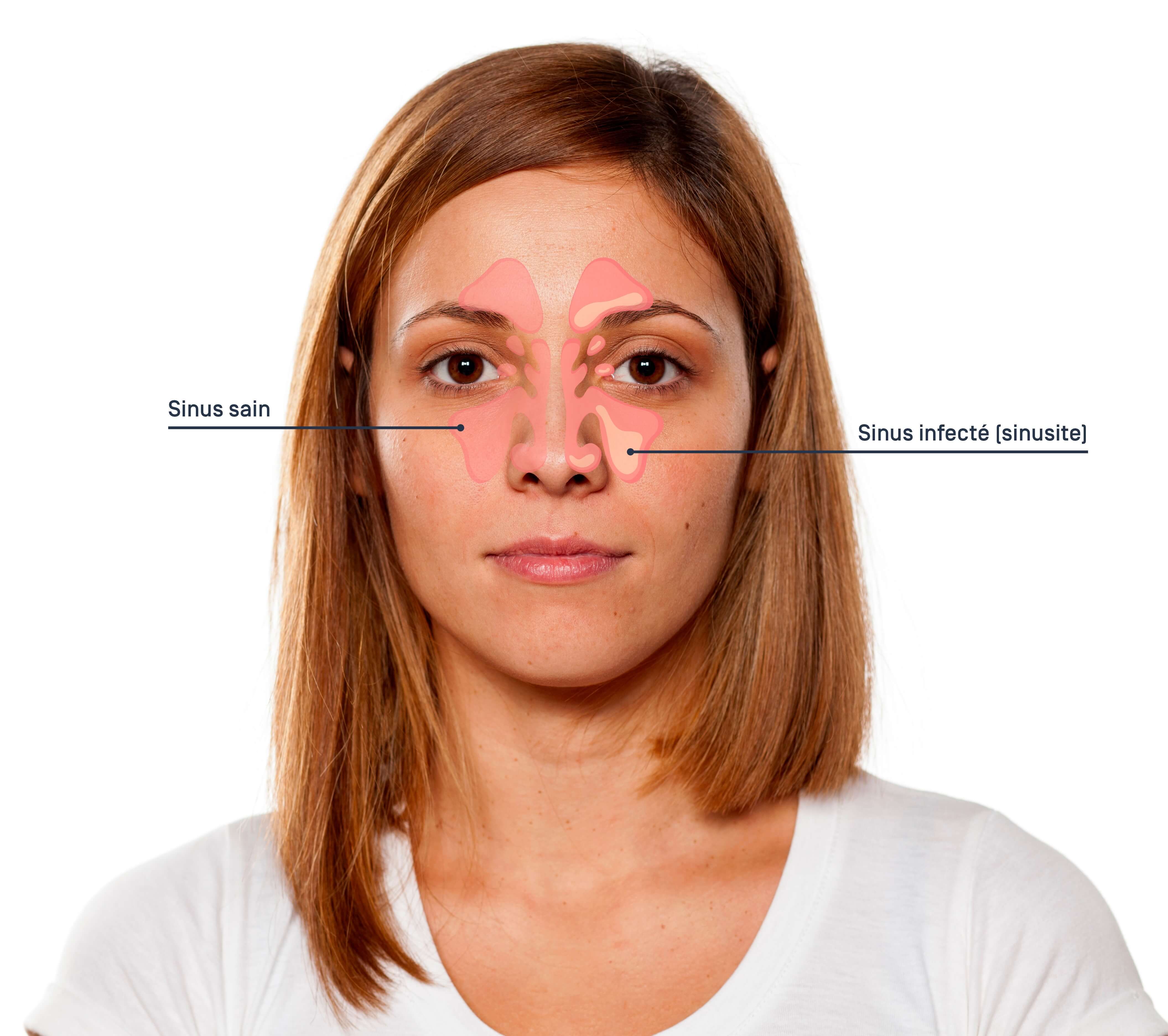 anatomie sinus