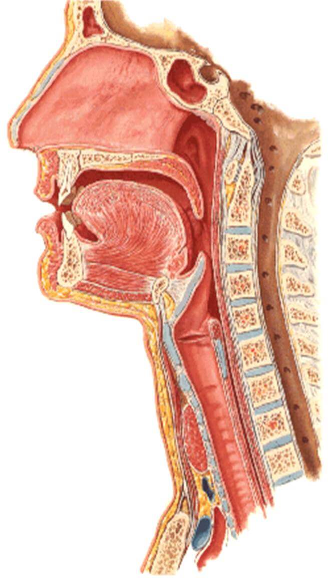 anatomie sphère orl